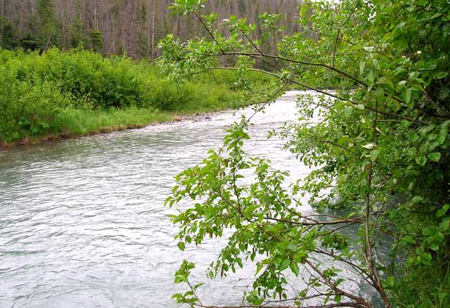 photo of the upstream view of the Bradley River near tidewater near Homer