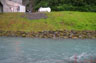 photo of left bank on Solomon Gulch Tailrace near Valdez