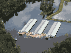 Flooded hog farm