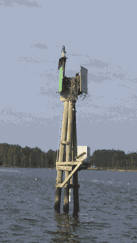 Salinity, dissolved oxygen, water temperature, and pH monitoring station, Pamlico River at Light 5