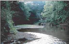 Photo showing a stream with trees