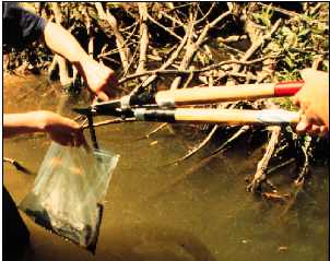 Photo showing people cutting samples of branches in the water.