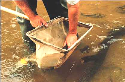 photo showing a man taking samples of the stream.