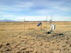 Thumbnail image of photograph showing evapotranspiration site, dense saltgrass.