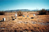 Thumbnail image of photograph showing evapotranspiration site, sparse saltgrass.