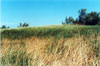 Thumbnail image of photograph showing cattails and fringe marsh vegetation.