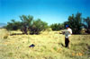 Thumbnail image of photograph showing grassland with mixed trees/shrubs.