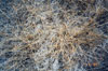 Thumbnail image of photograph showing mixed saltgrass-wiregrass environment.
