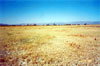 Thumbnail image of photograph showing moderately dense saltgrass meadow.