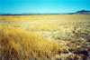 Thumbnail image of photograph showing sparse grasses -- dry bare soil.