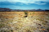Thumbnail image of photograph showing salt/bunchgrass meadows.