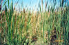 Thumbnail image of photograph showing cattails in marsh environment