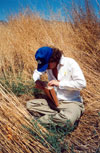 Thumbnail image of photograph showing dry weed field.