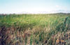 Thumbnail image of photograph showing marsh vegetation (bulrush and cattails).