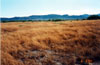 Thumbnail image of photograph showing open field with dried weeds.