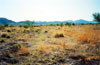 Thumbnail image of photograph showing sparse grasses -- previously farmed field.
