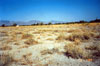 Thumbnail image of photograph showing bunchgrass field.