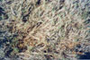 Thumbnail image of photograph showing mixed wire and saltgrass environment.