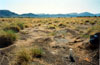 Thumbnail image of photograph showing sparse bunchgrass field.
