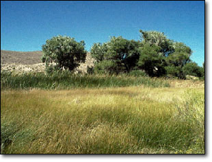 Photograph of trees and tall marsh grasses in Oasis Valley, Nevada.