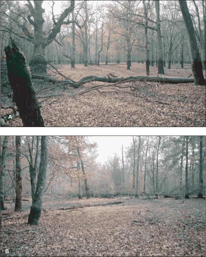 Figure 5. Photographs of areas (A) in the interior and (B) along the margins of Sinking Pond. Note the watermarks (moss lines at the bases of the trees and their pronounced visual effect on the pond's interior. The understory in the background of photograph (B) includes overcup oak saplings and small adults, which are absent in most of the pond.