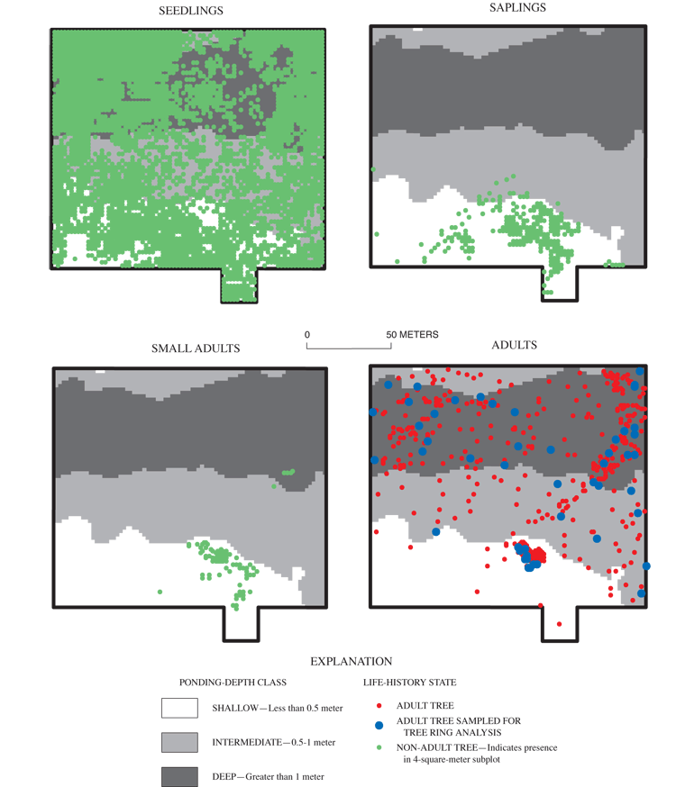 Figure 7. Distribution of overcup oak by ponding-depth class and life-history state in a 2.3-hectare area of Sinking Pond (see figure 2 inset for location of distribution-grid site).
