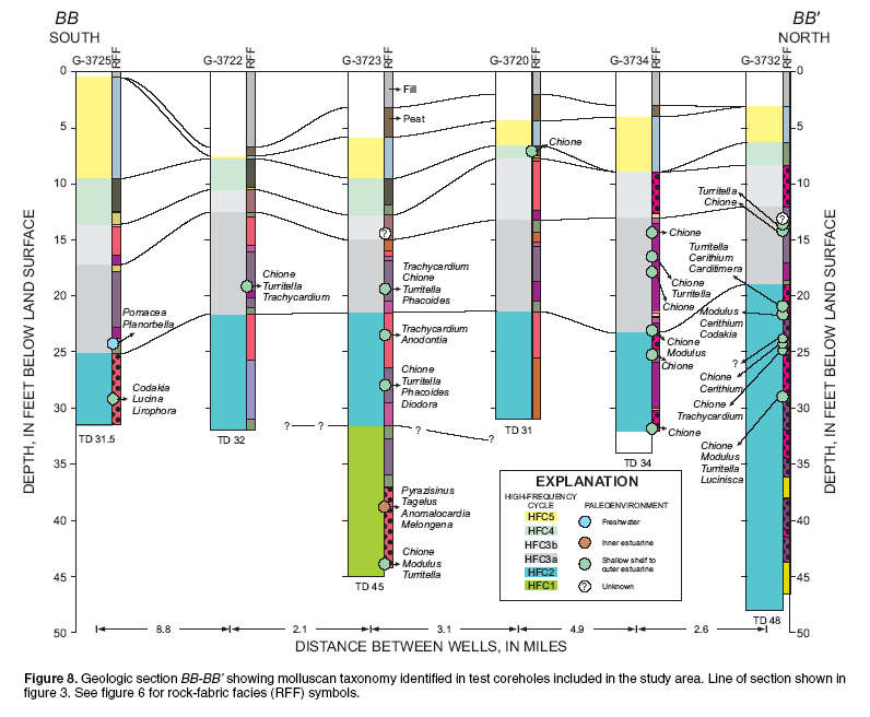 Figure 8.  Geologic section BB-BB' showing molluscan taxonomy identified in test coreholes included in the study area.  Line of section show in figure 3.  See figure 6 for rock-fabric facies (RFF) symbols.