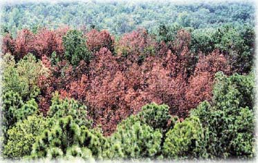 Picture of pine beetle damage to a pine forest in coastal Georgia. 